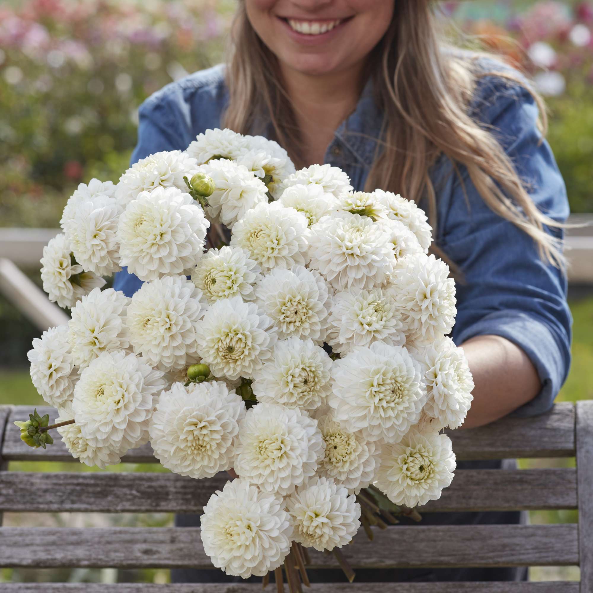Dahlia 'Bazuin Snow Owl'